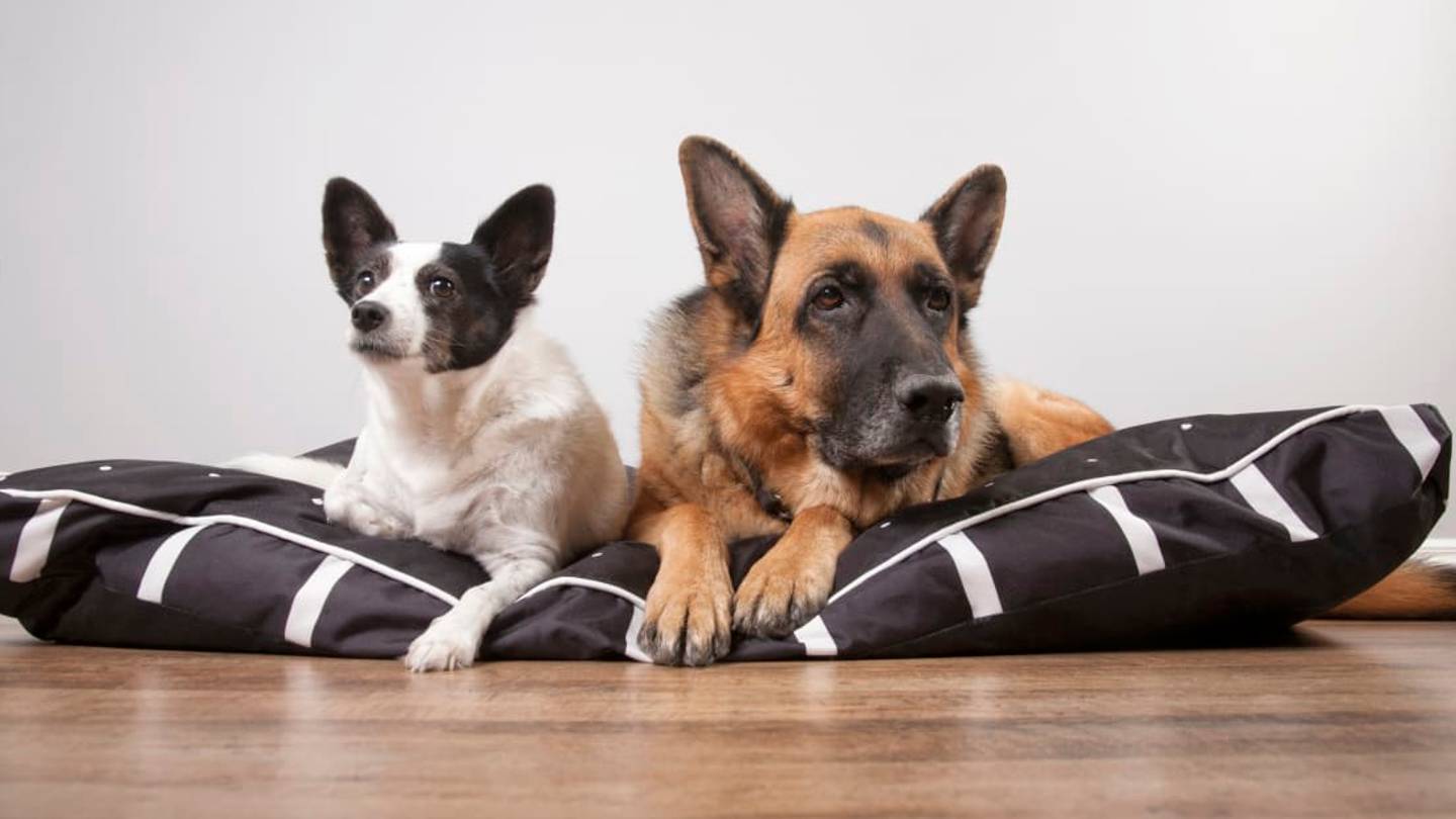 Why Donât Big Dogs Live as Long as Small Dogs?