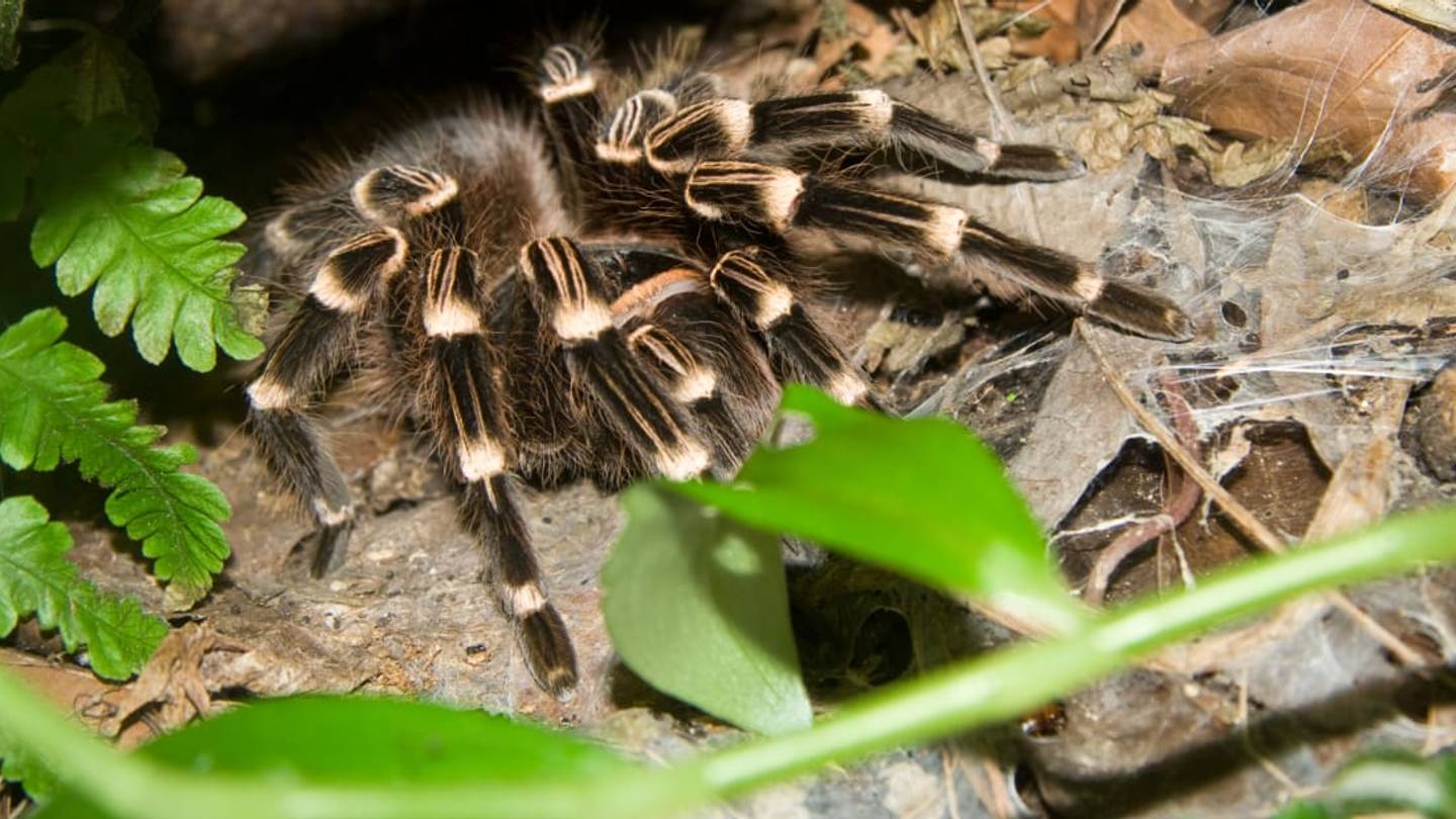 5 Terrifyingly Huge Spiders