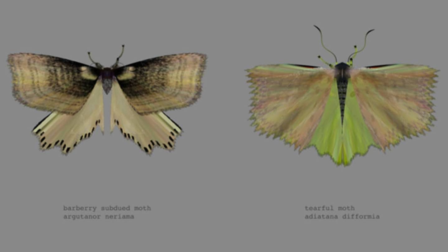 Twitter Generator Creates New Digital Moth Species