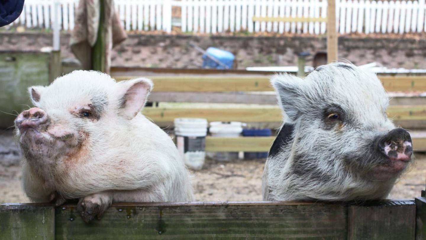 The Woman on Long Island, New York, Who Has Rescued Over 500 Pigs