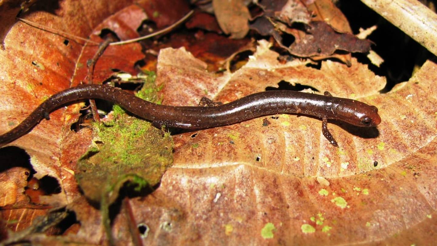 11 Plants and Animals Scientifically Named After Fictional Characters