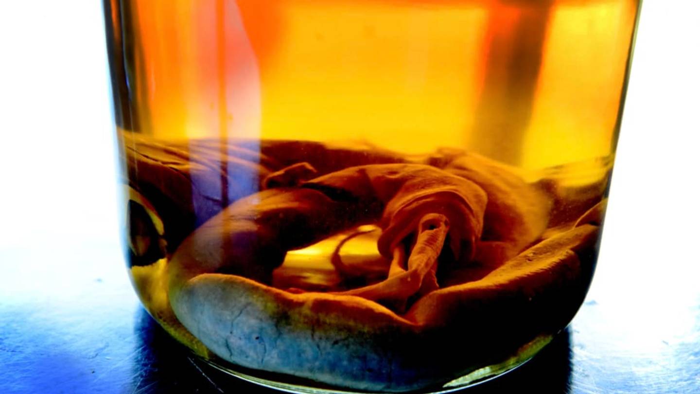 This Rare Shipworm Is Not Safe for Work