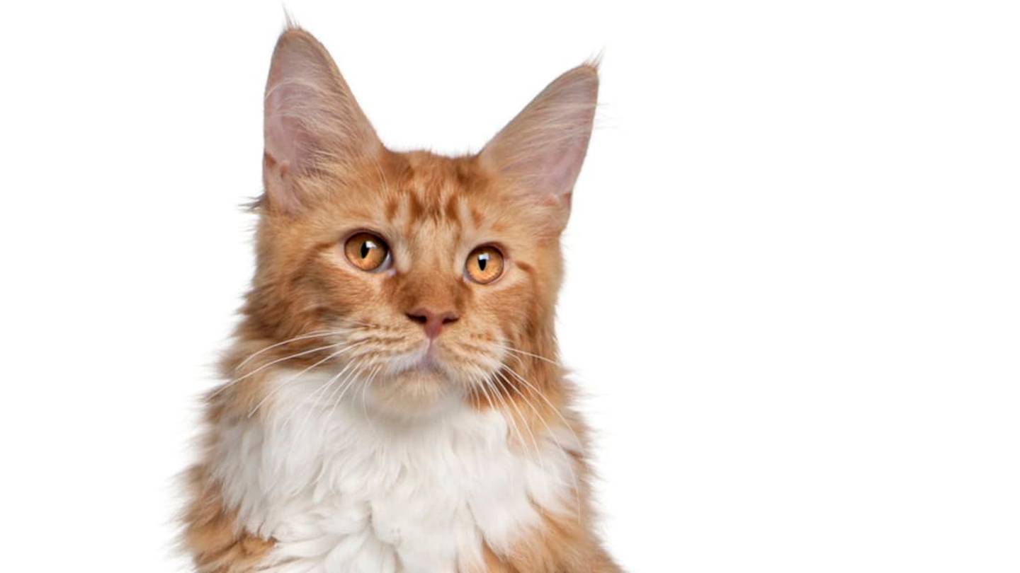 A Maine Coon Cat in Australia May Be the World's Longest Feline