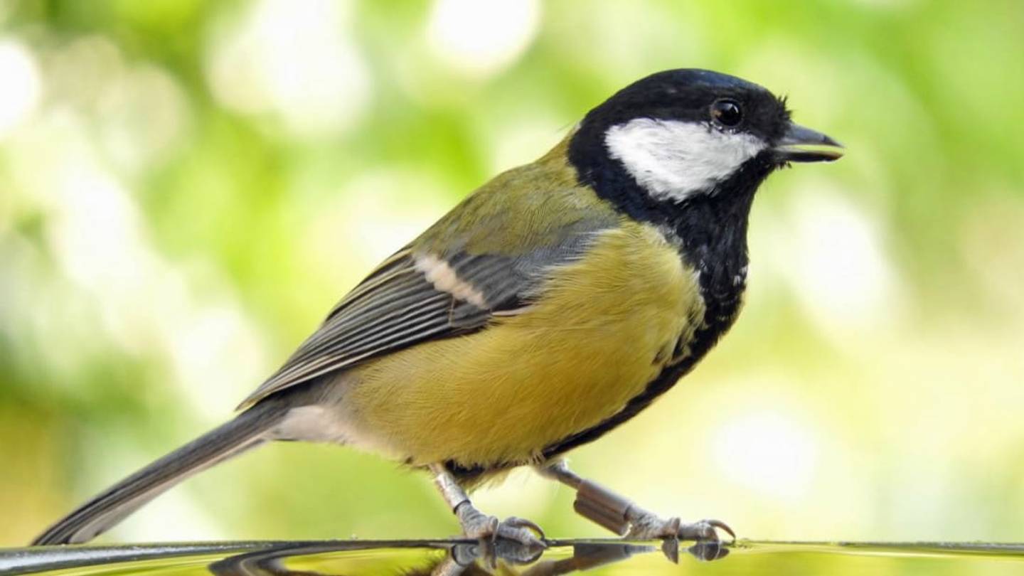 Birds Cope with Loss by Strengthening Other Relationships
