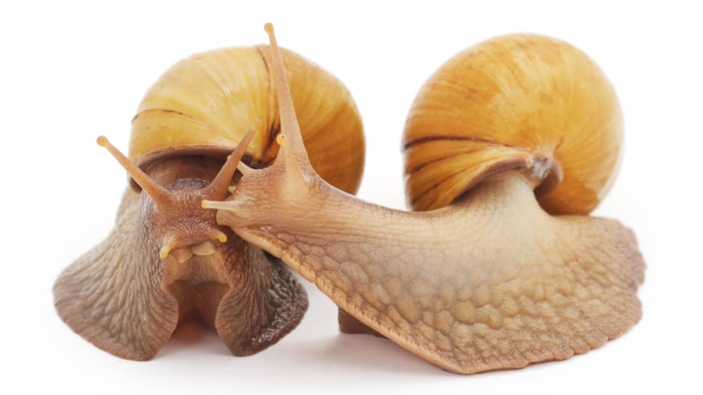 Spurned by Potential Mates, Jeremy the Lefty Snail Is Still Single