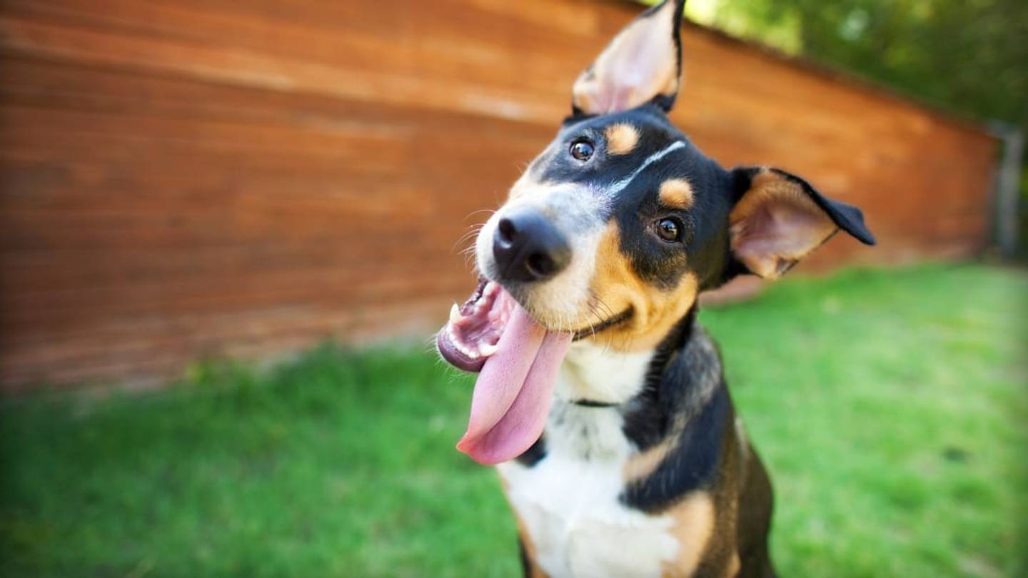 8 Common Dog Behaviors, Decoded