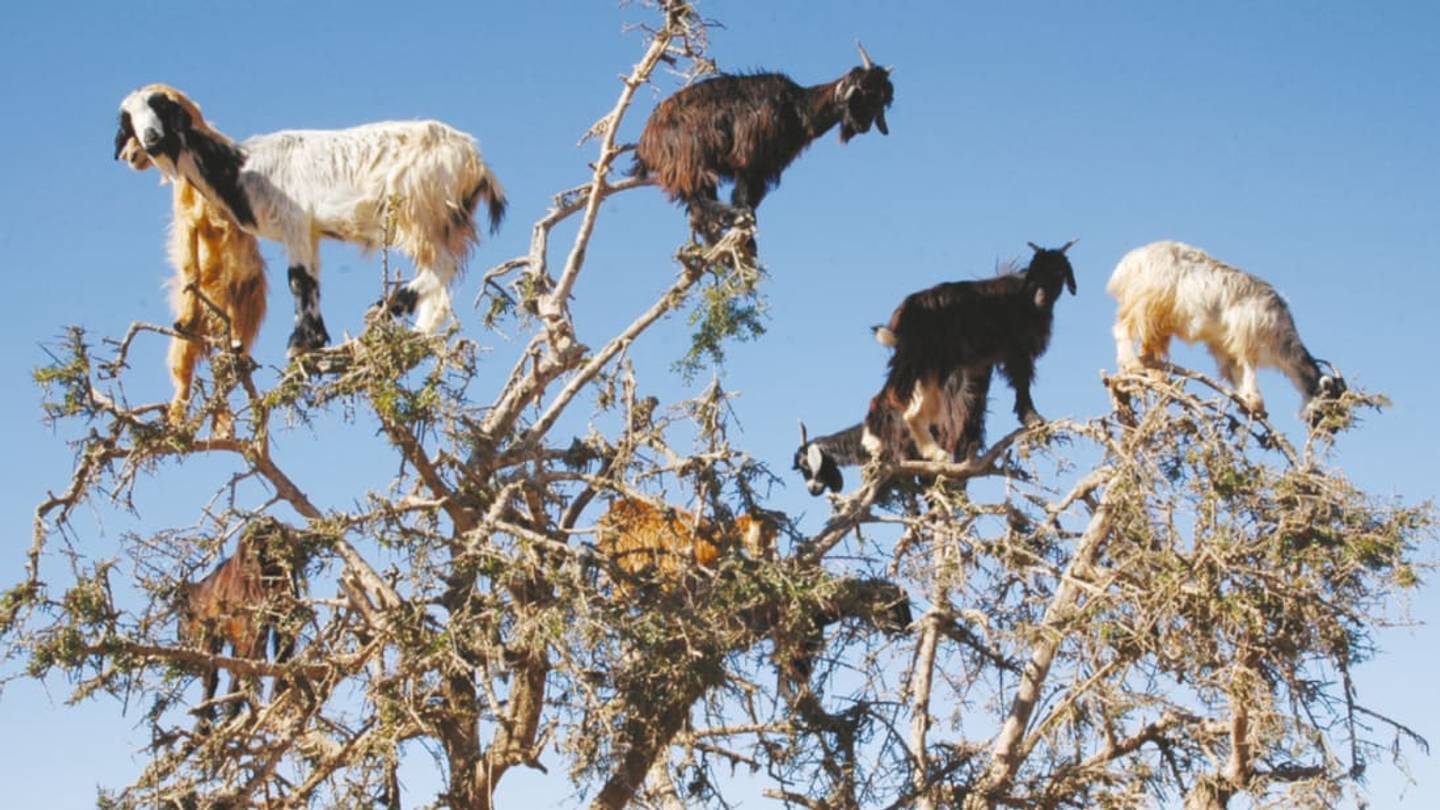 Tree-Climbing, Seed-Spitting Goats Help Trees Grow in New Places
