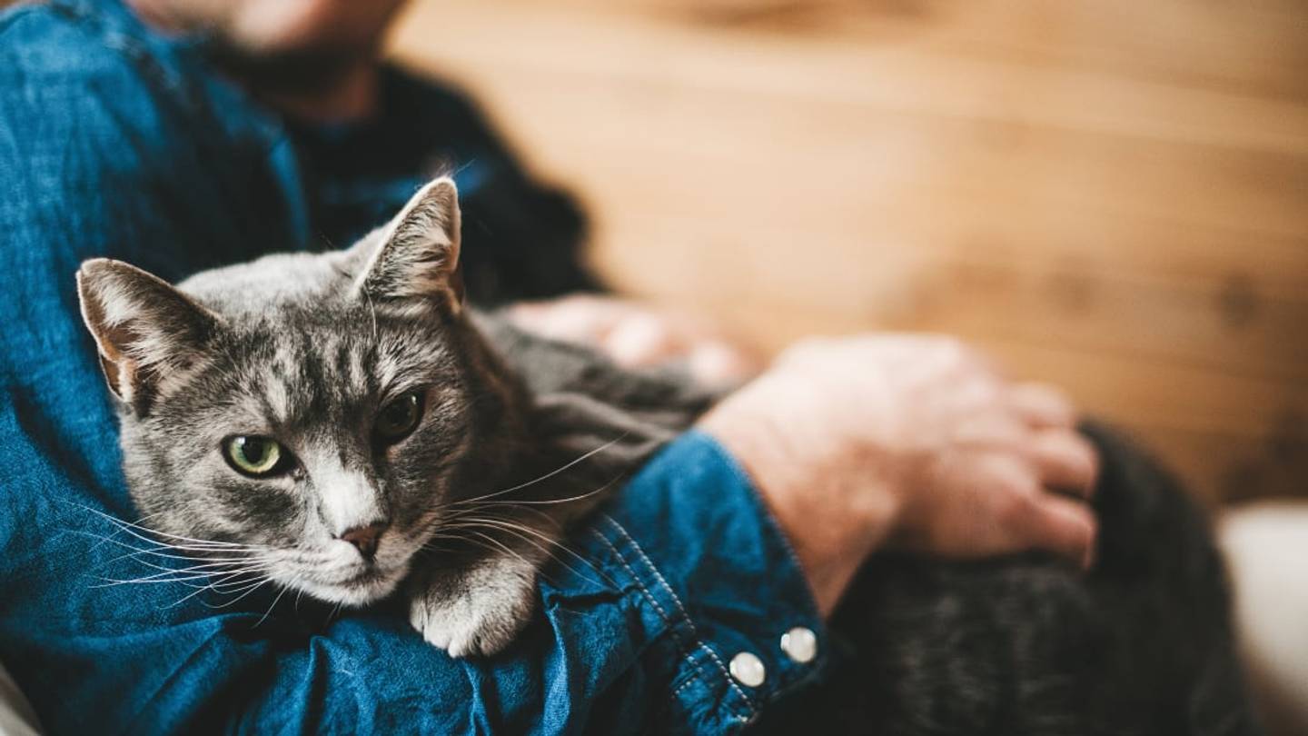 10 Nice Things You Can Do for Your Cat