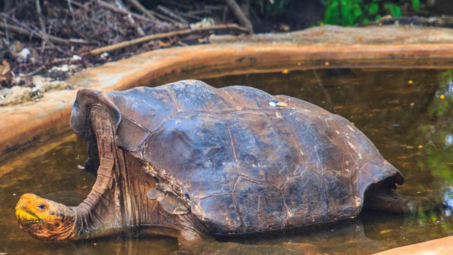 âLostâ Galapagos Tortoise Species Could Make a Comeback