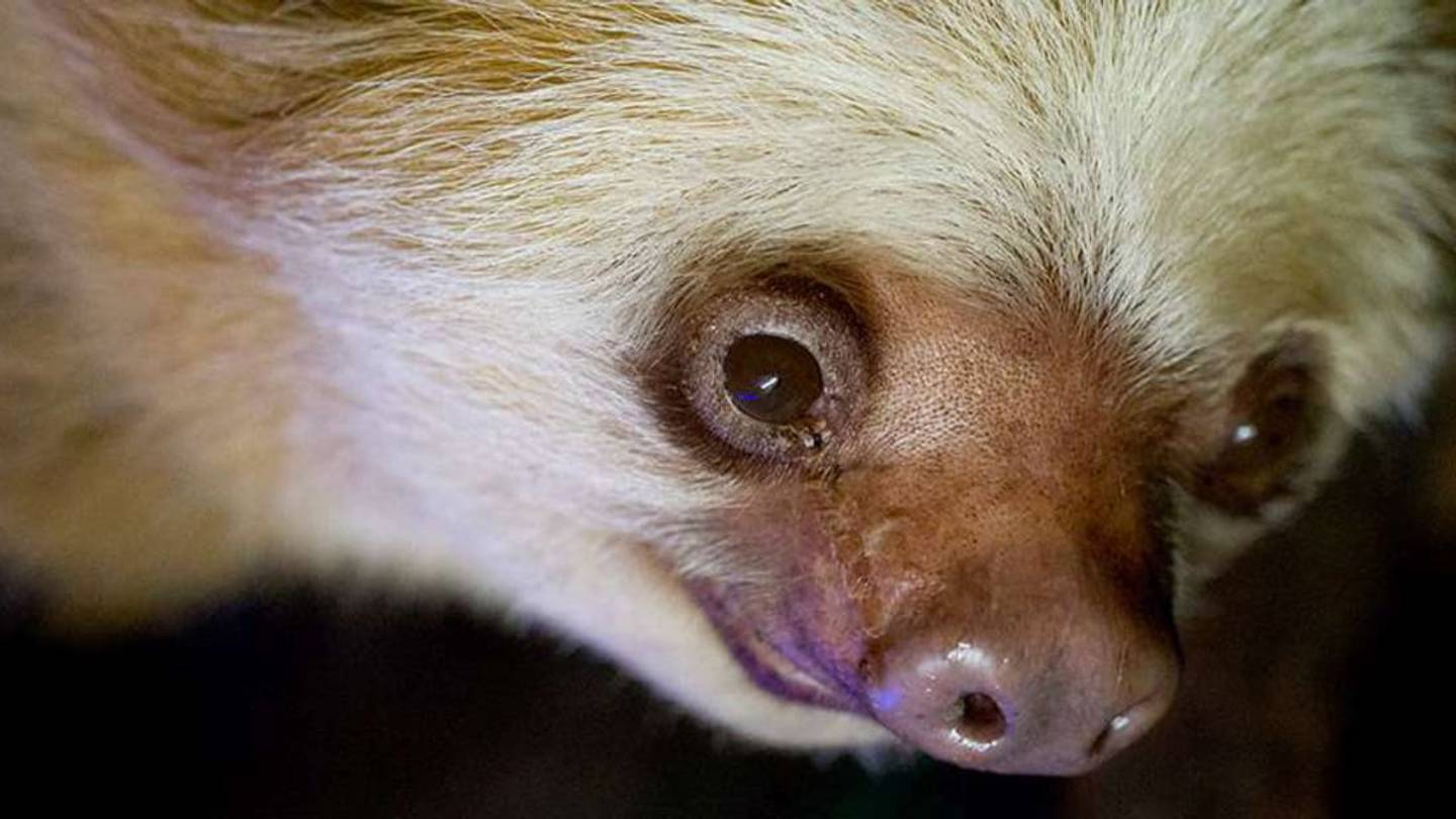 Worldâs Oldest Sloth Dies at 43