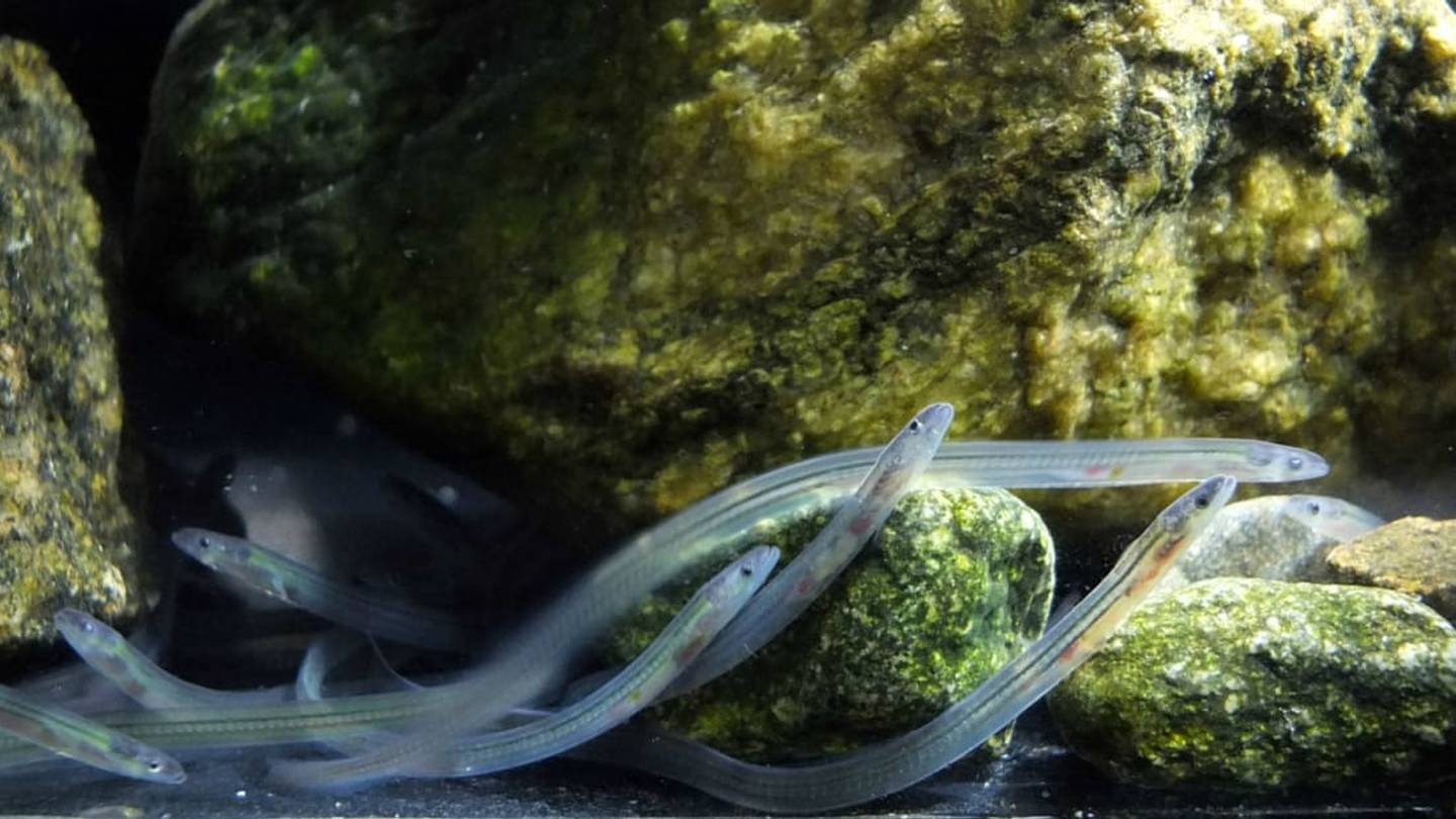 Baby Eels Migrate by Following Magnetic Fields