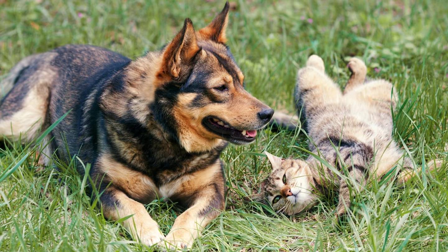 Are Cats Smarter Than Dogs?