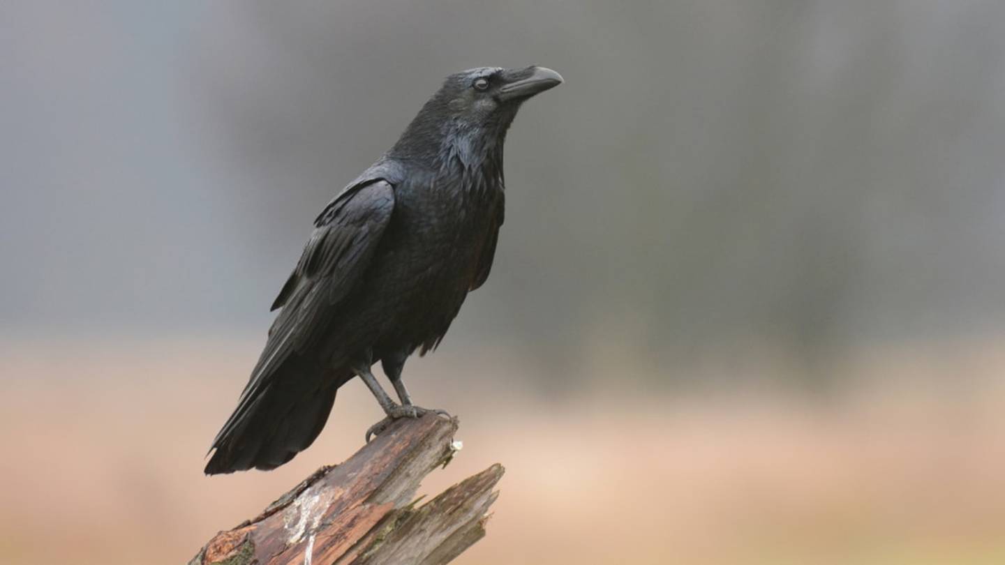 Ravens Can Hold Grudges for Weeks, Study Finds