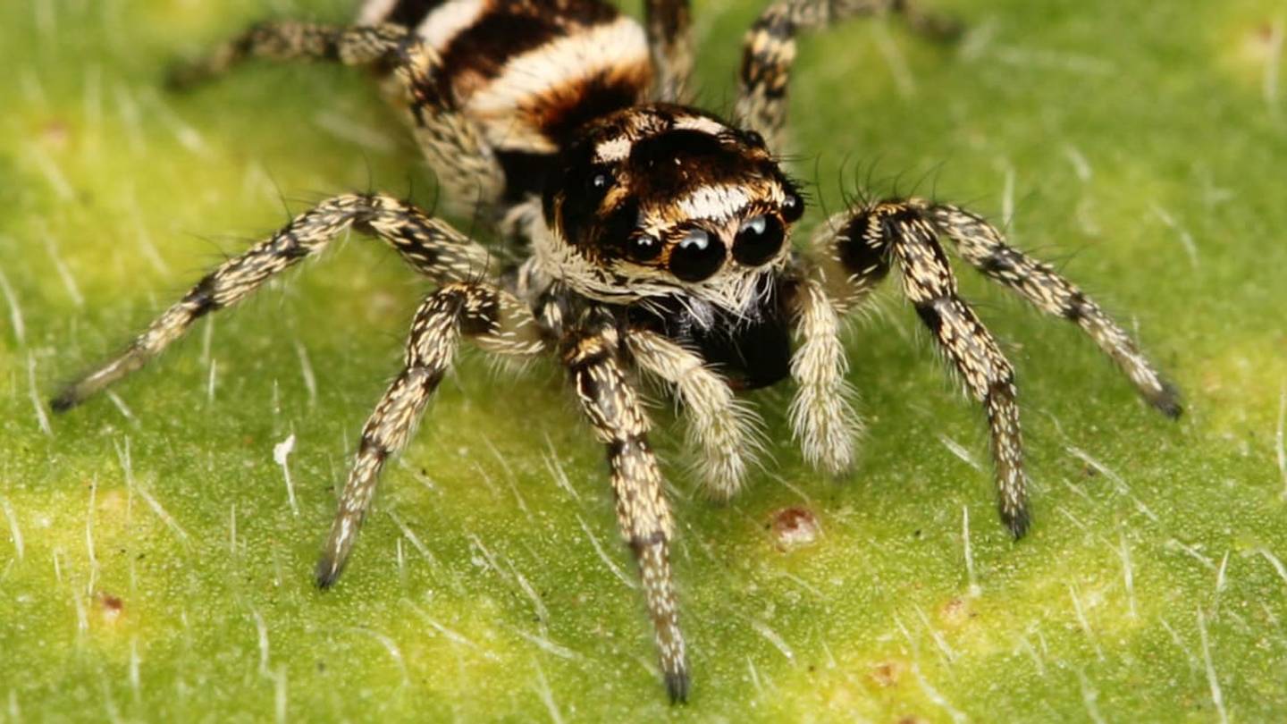 Itsy-Bitsy Spiders Follow Laser Pointers Like Cats Do