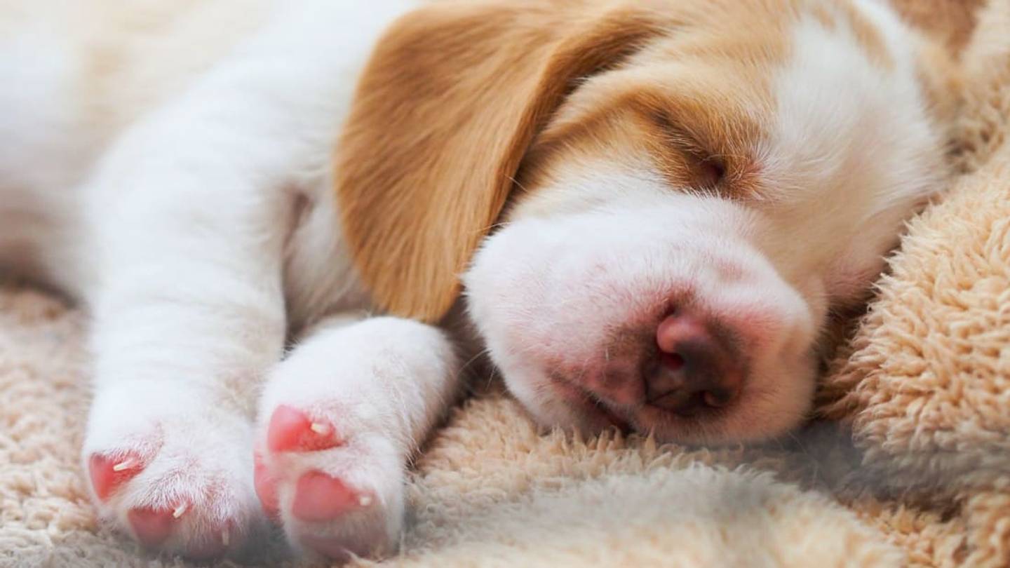 What Do Dogs Dream About?