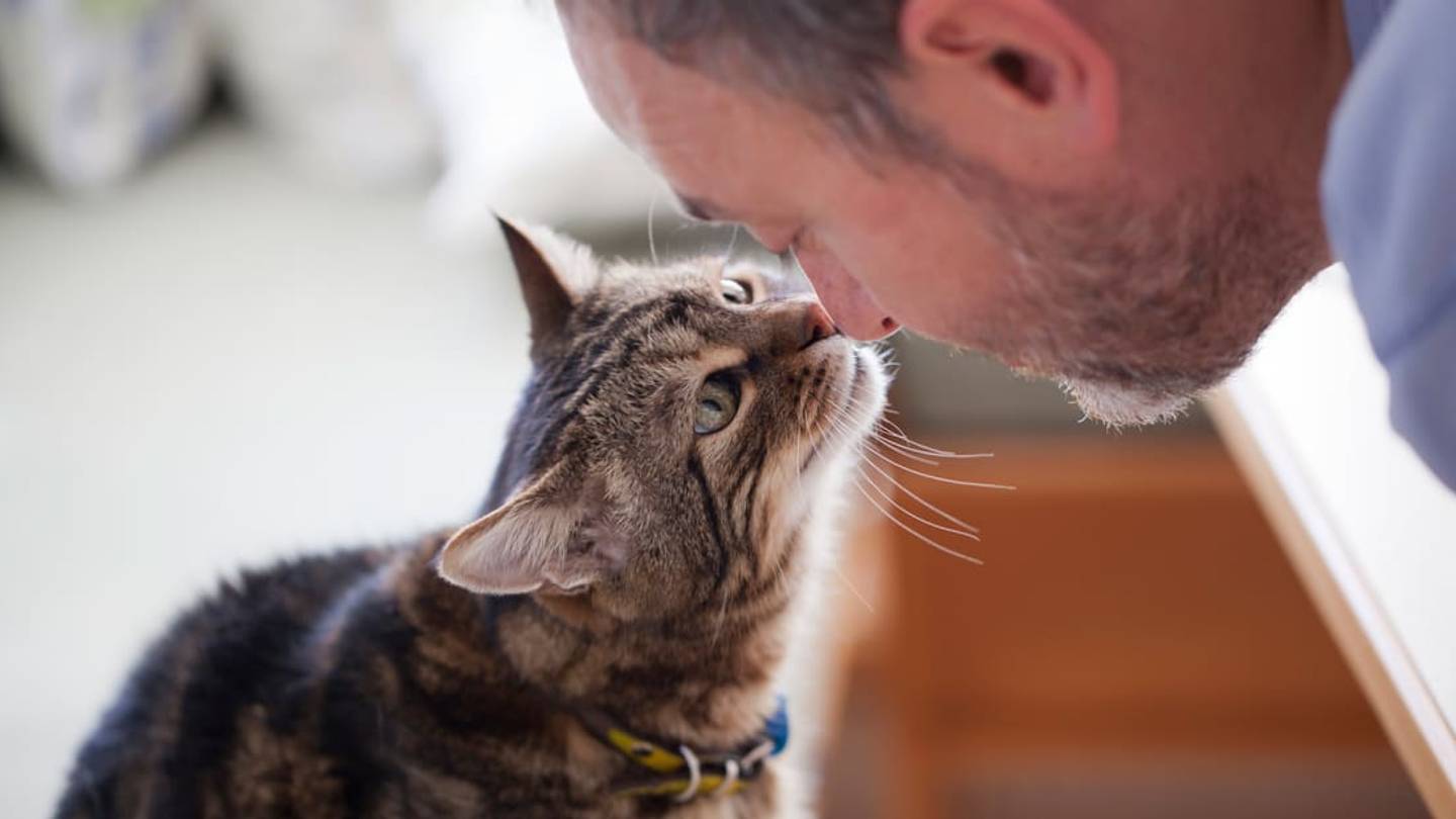 Cats Didn't Need Our Help to Become Domesticated