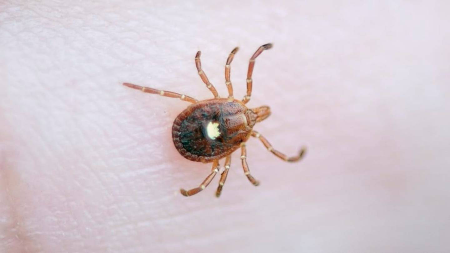 One Bite From This Tick Can Make You Allergic to Meat