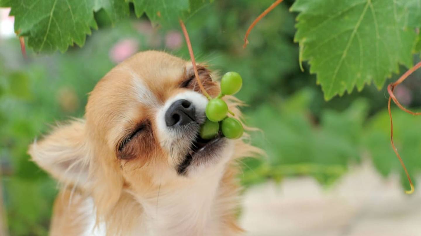 Can Dogs Eat Grapes?