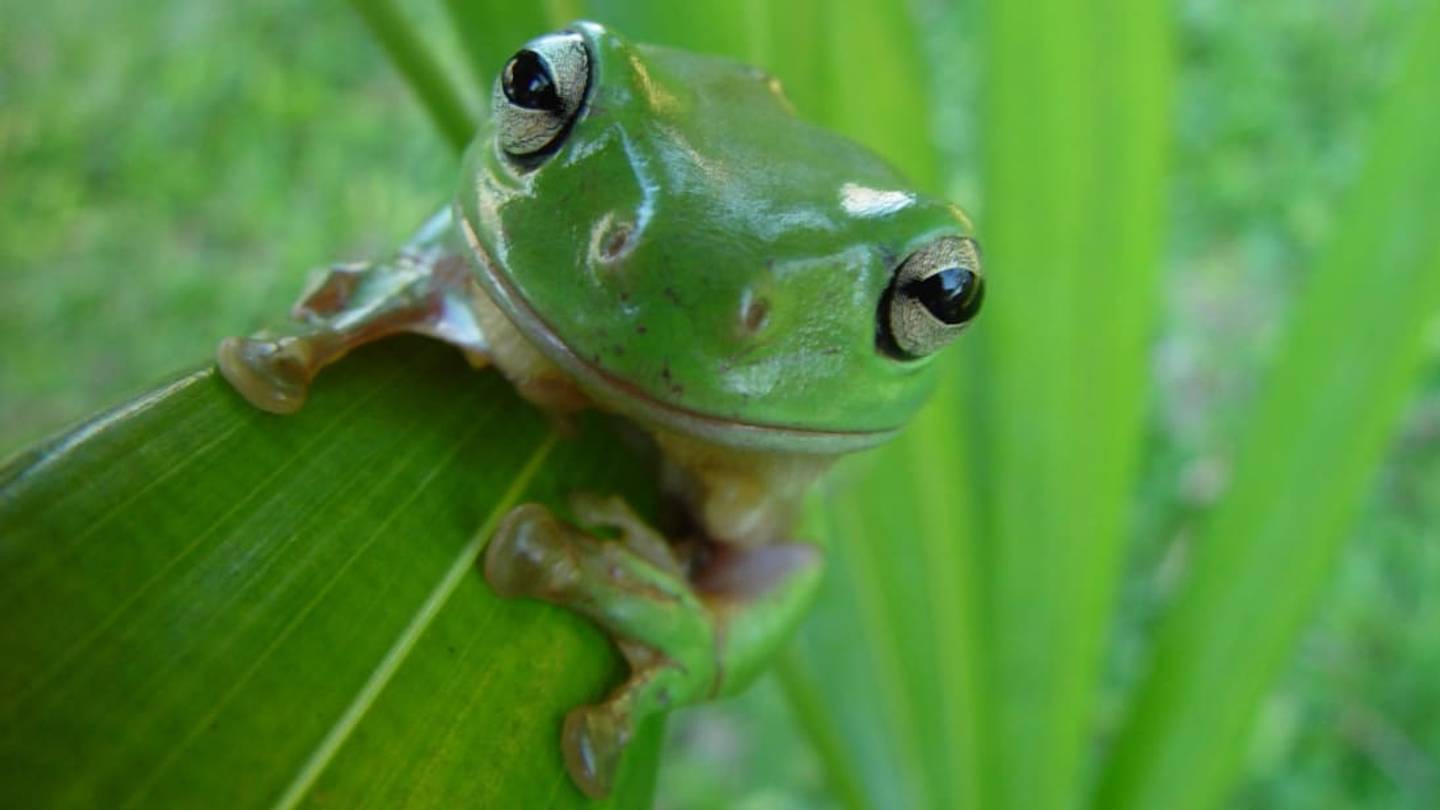 Mass Extinction That Killed the Dinosaurs Also Led to 'Explosive Radiations of Frogs'