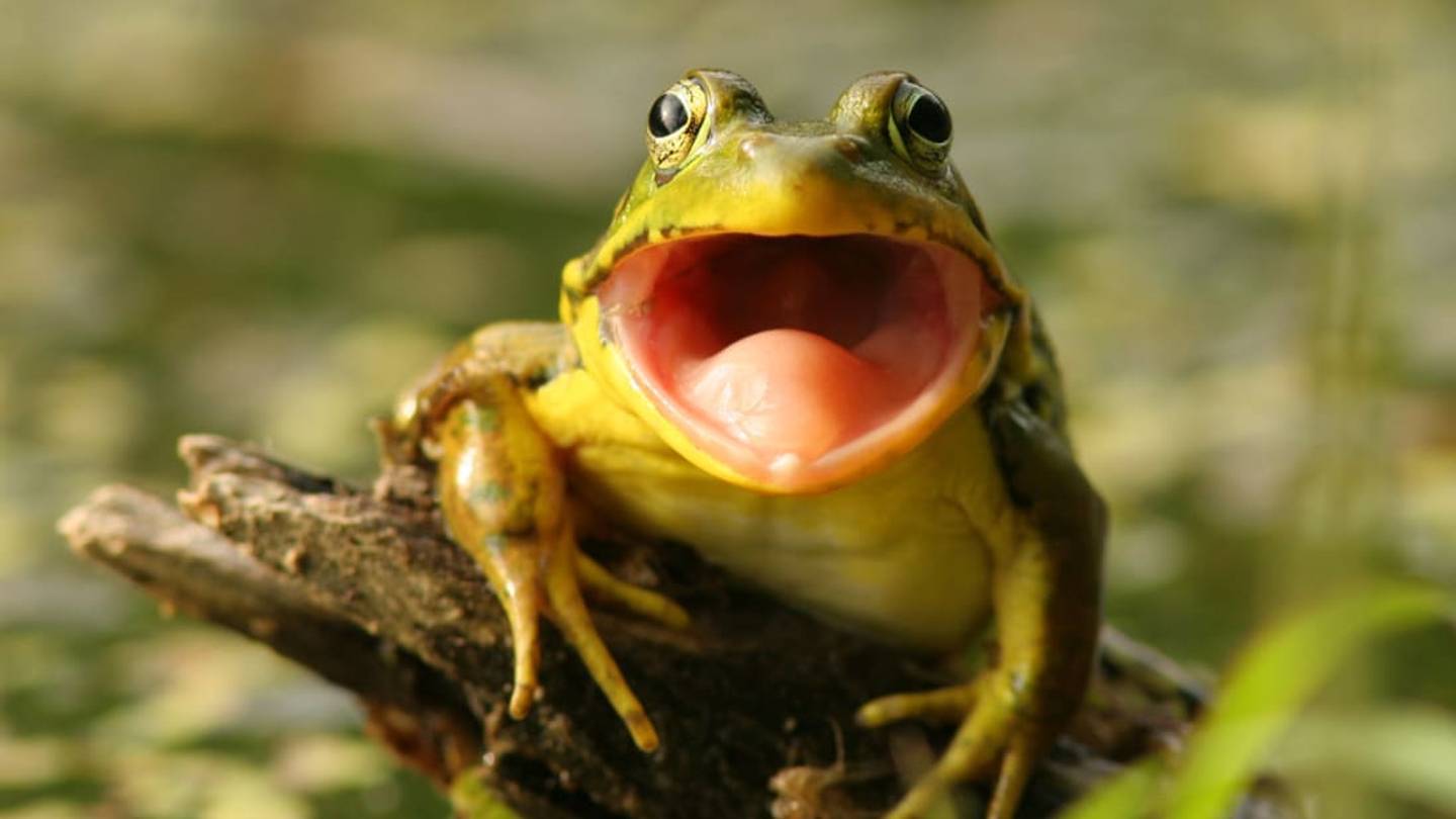 The Reason Some Frogs Grow Extra Legs