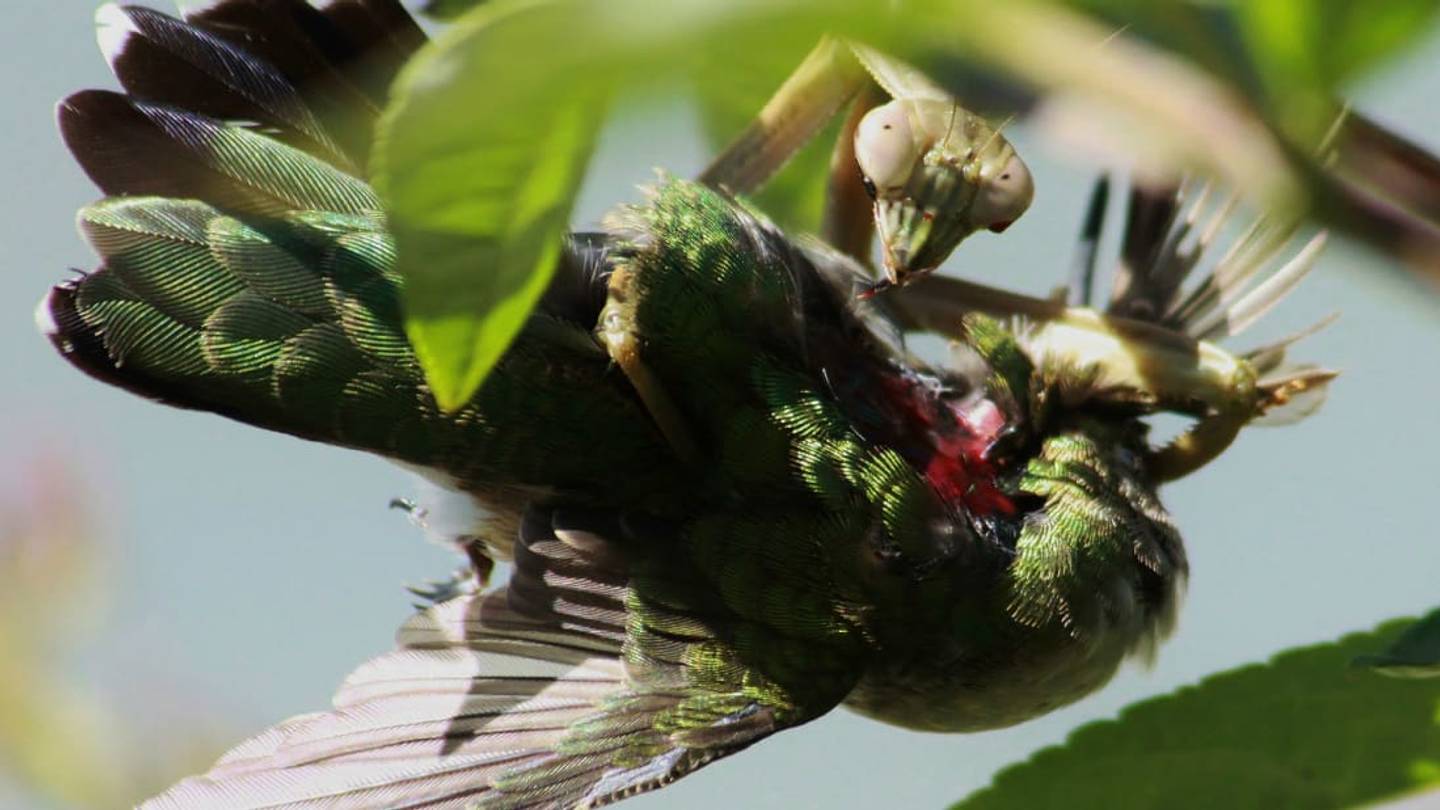 Mantises Regularly Catch and Feast On Birds, NBD