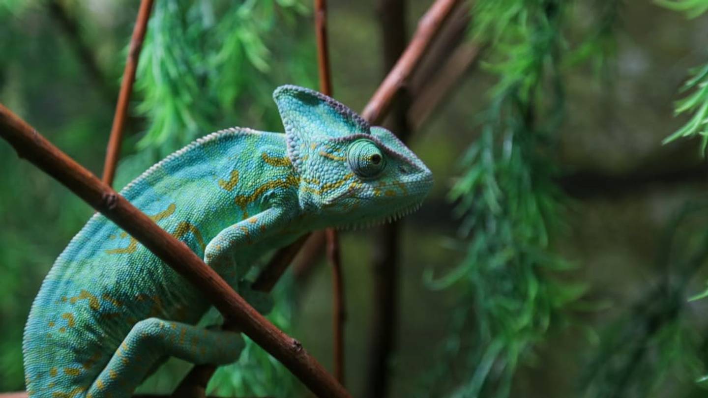 Inside the Clandestine World of Chameleon Ranching