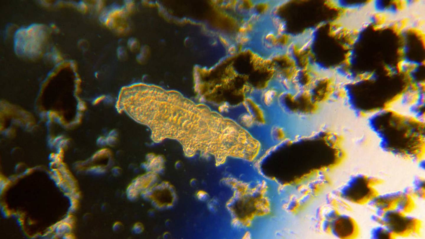 Tardigrades Could Live on Earth Until the Sun Dies