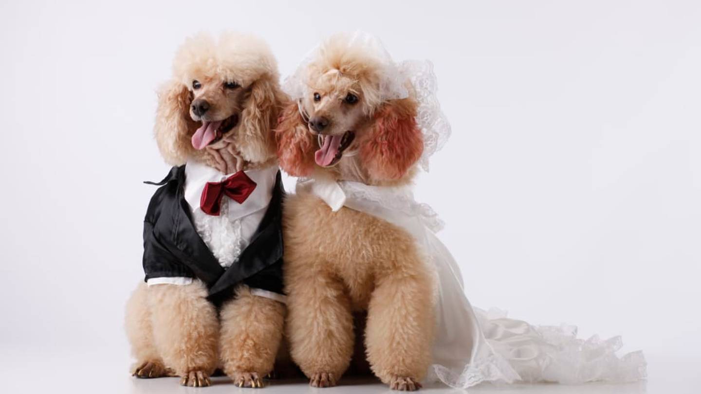 5 Animal Couples Who Got Married