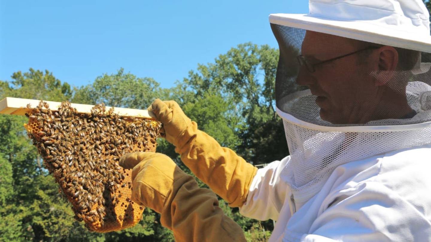 Could Imported Sperm Help Save Americaâs Bees?