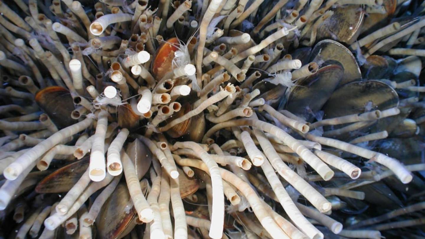 These Deep-Sea Worms Could Live More Than a Thousand Years