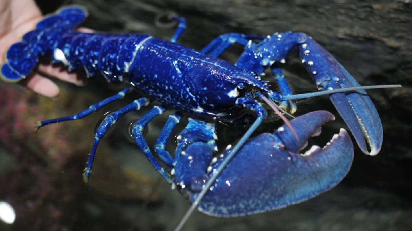 Fisherman Catches Rare Blue Lobster, Donates It to Science