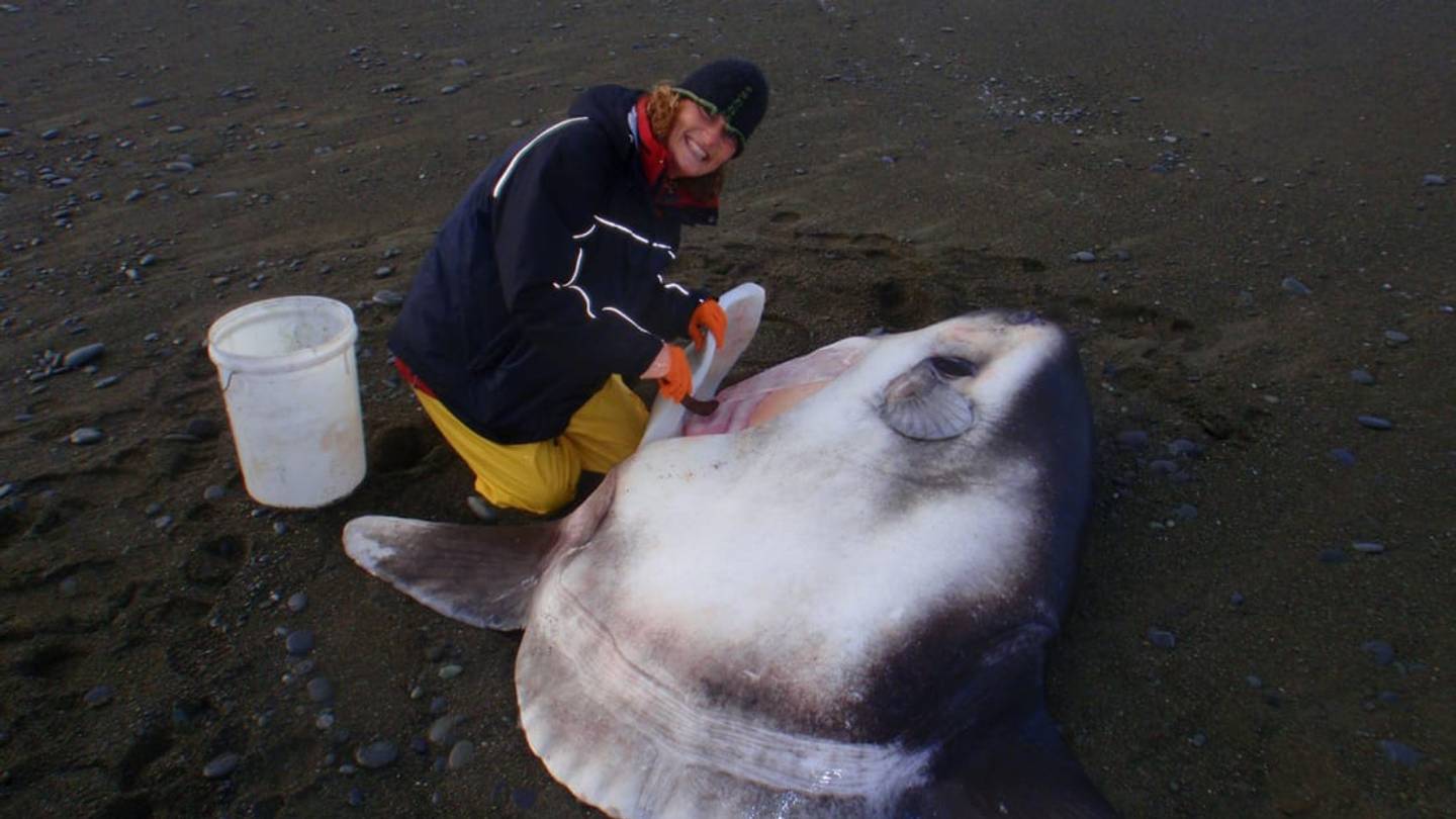 Australian Scientists Discover First New Species of Sunfish in 125 Years