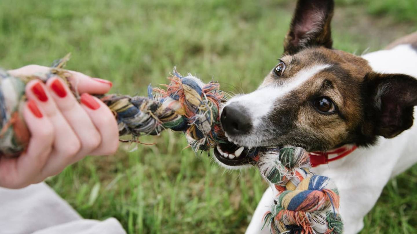 The Best Toys for Your Dogâs Personality