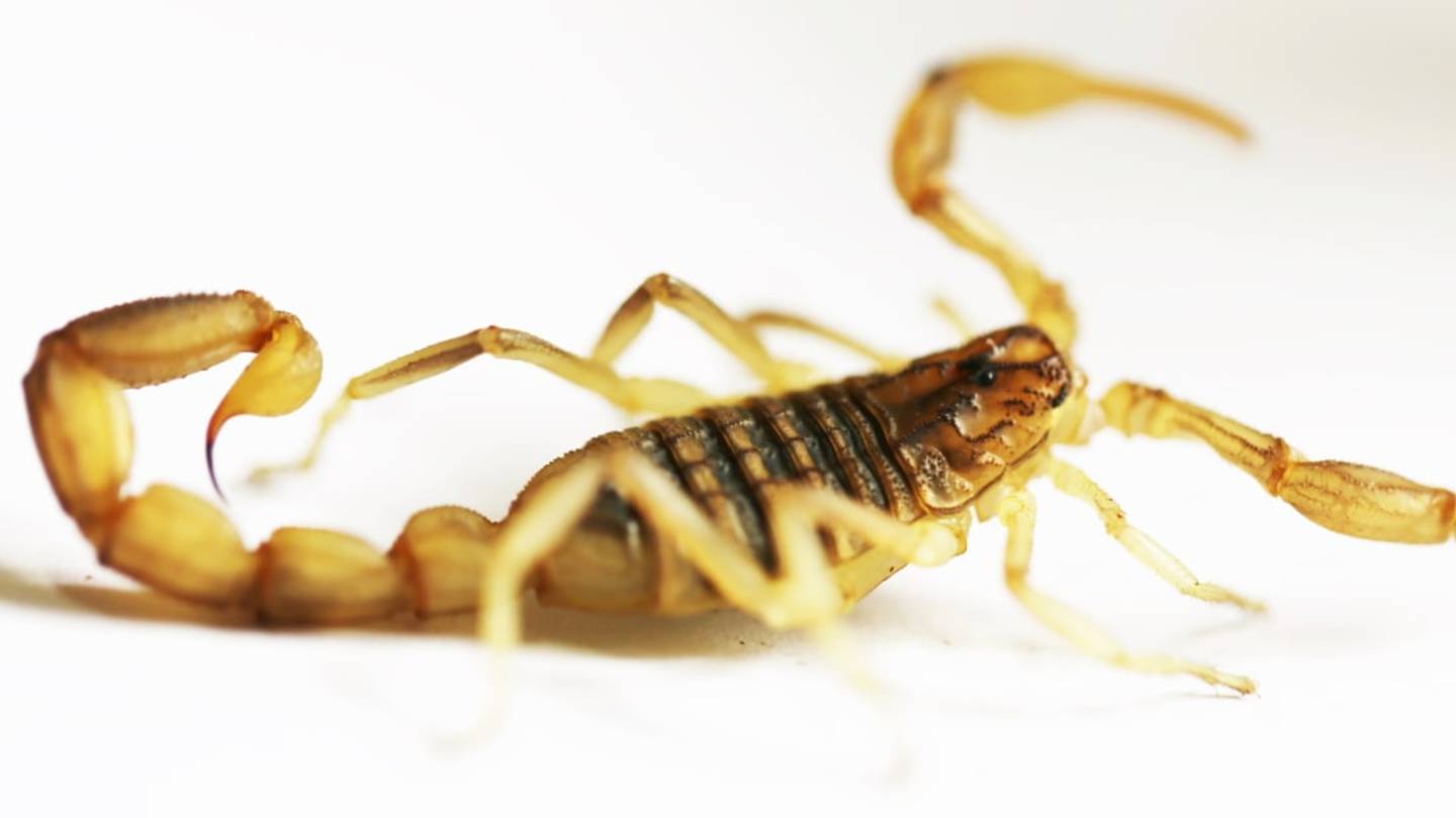 Scorpions Use Acid and Protons to Make Their Stings More Painful