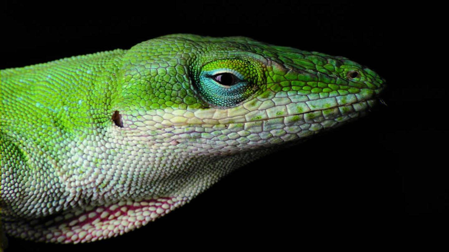 How Just One Nasty Winter Forced This Lizard to Evolve