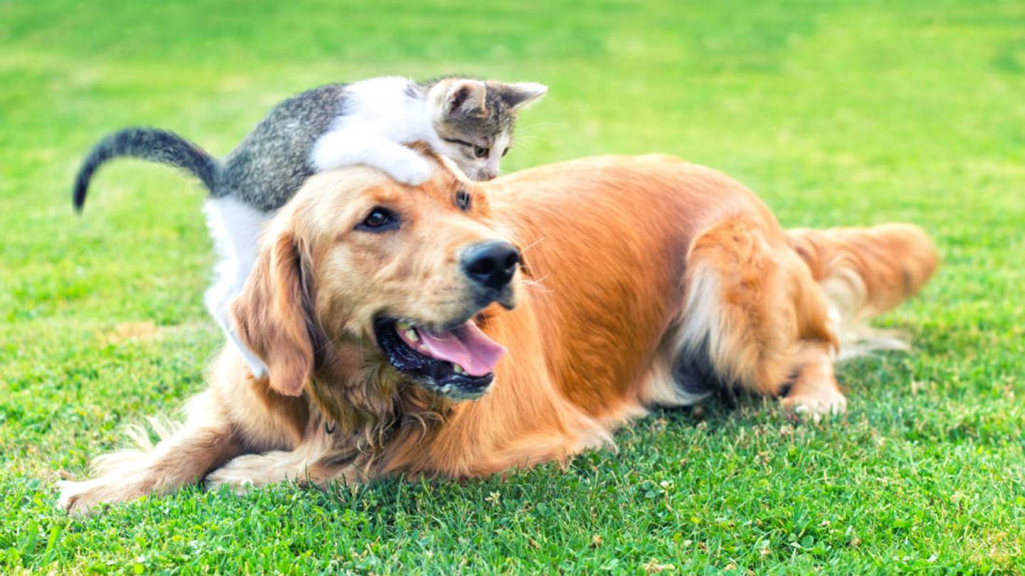 All That Meat in Pet Food Has a Big Environmental Impact