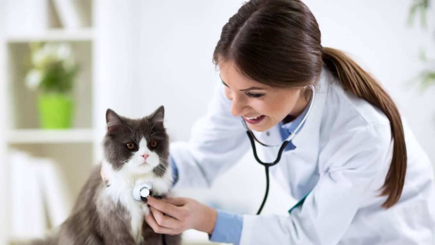 How Preventative Pet Care Can Save You Hundreds