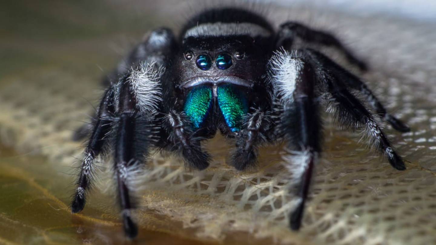 Scientists Catch Tiny Jumping Spiders Eating Frogs and Lizards