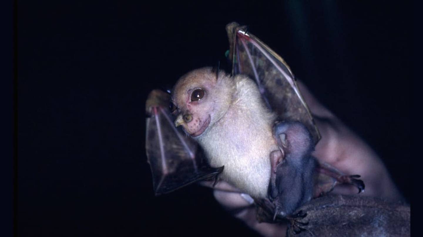 The âYoda Batâ Gets an Even Cuter Name