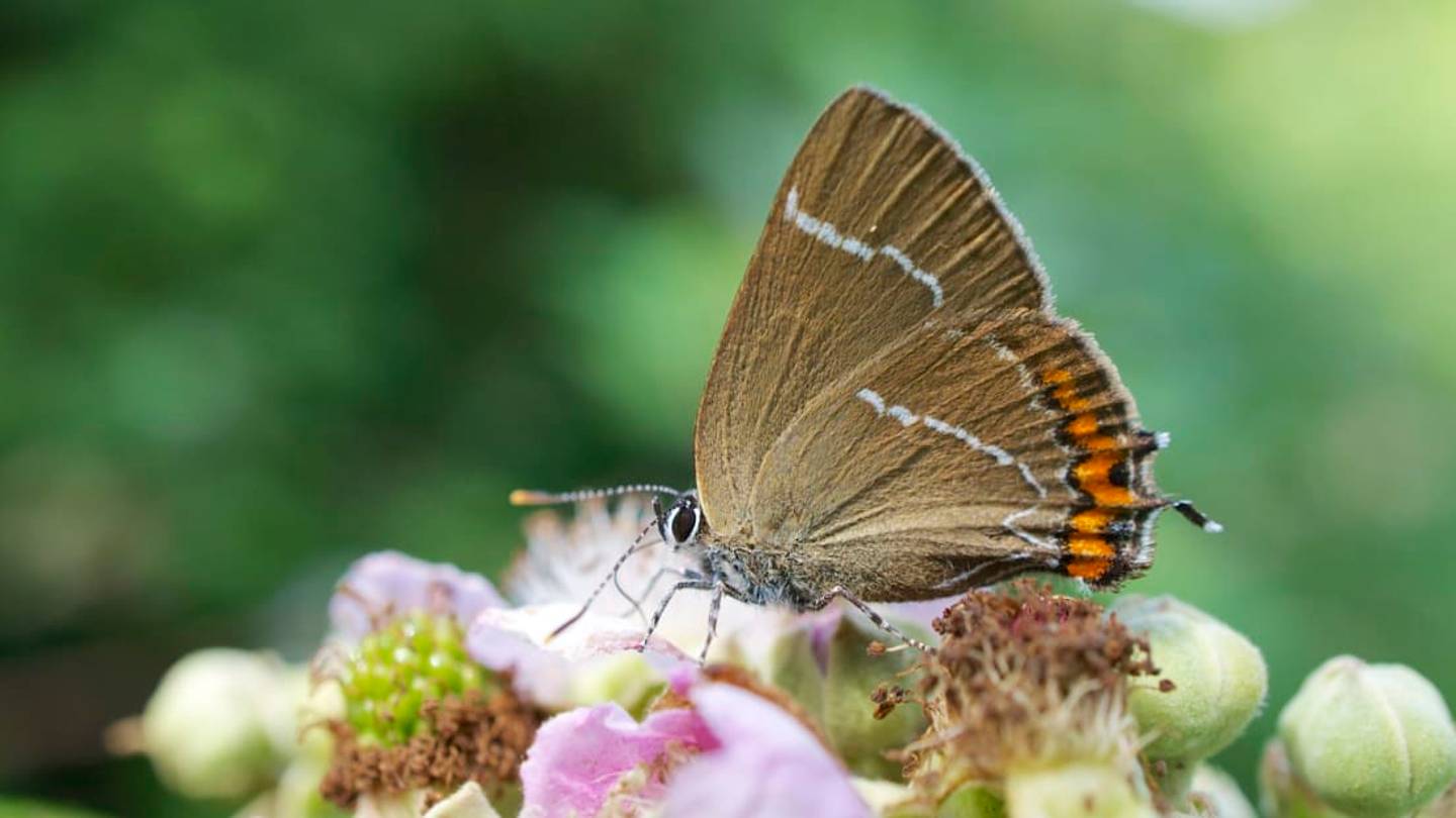 Elusive Butterfly Sighted in Scotland for the First Time in 133 Years