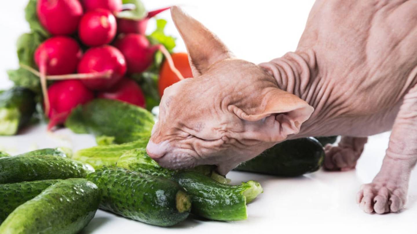 Why Are Cats Afraid of Cucumbers?