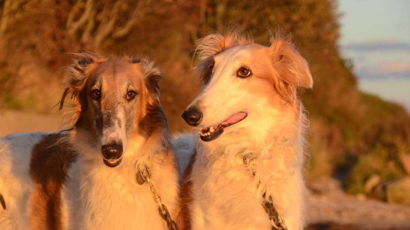 15 Underrated Dog Breeds You Should Know