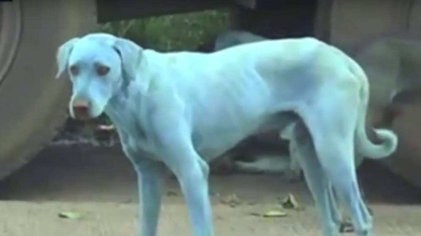 Why Blue Dogs Have Been Roaming Mumbai