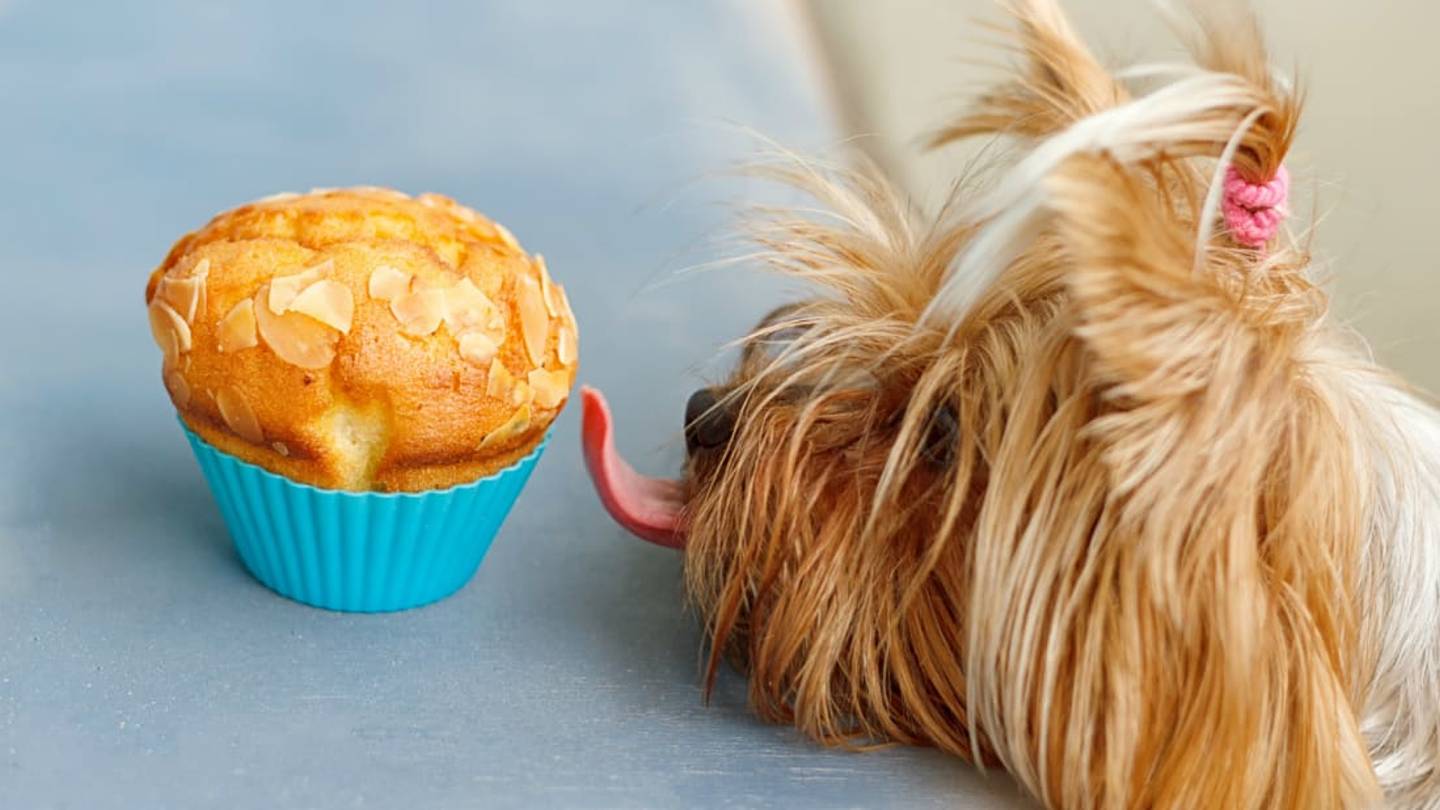 Animal Food Allergies May Be More Common Than We Think