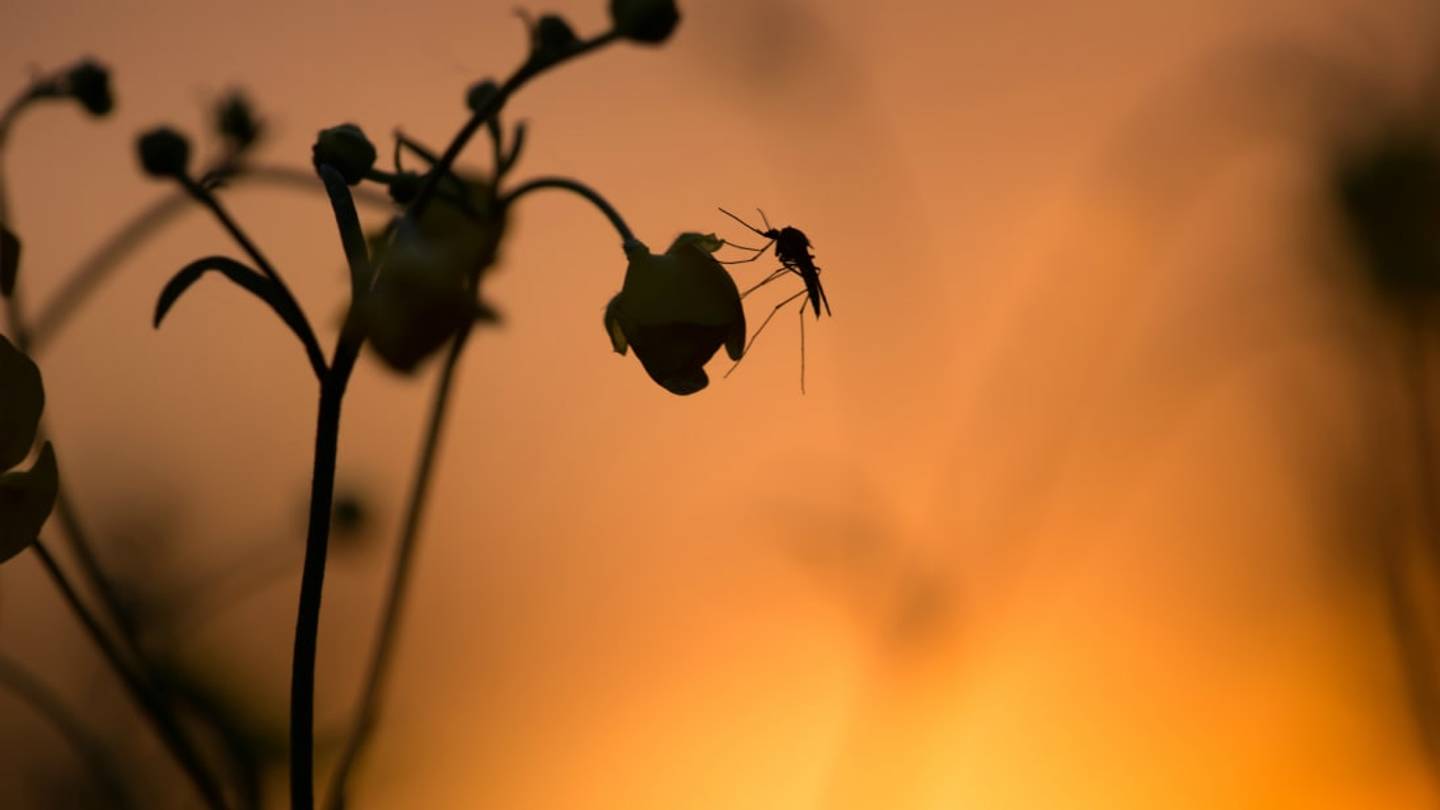 Floral-Scented Pesticide Lures Mosquitoes to Their Death