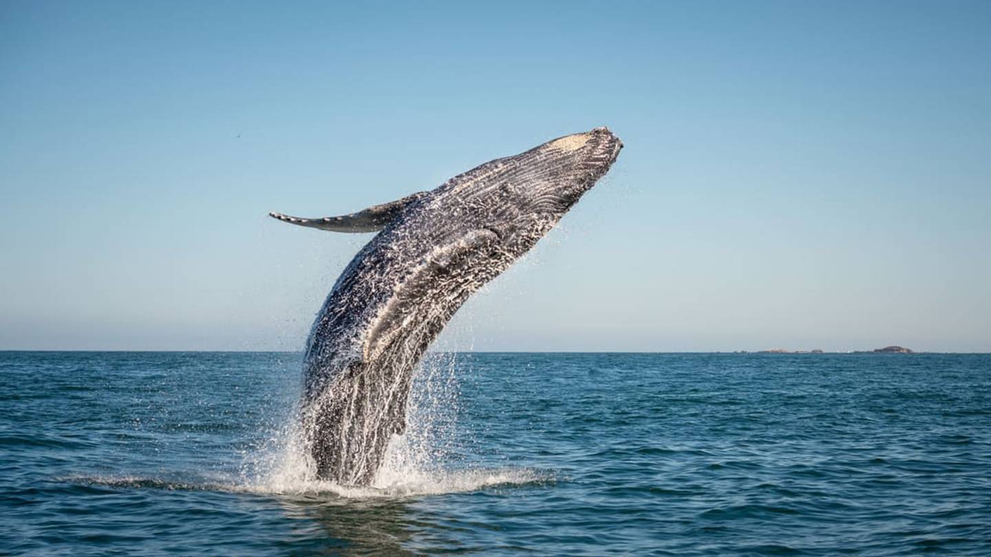 11 Buoyant Facts About Humpback Whales