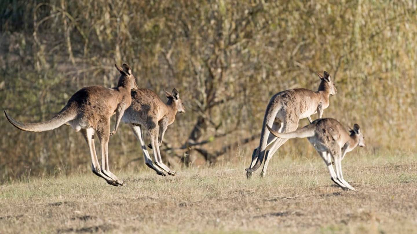 To Curb Exploding Kangaroo Populations, Ecologists Urge Australians to Eat Kangaroo Meat