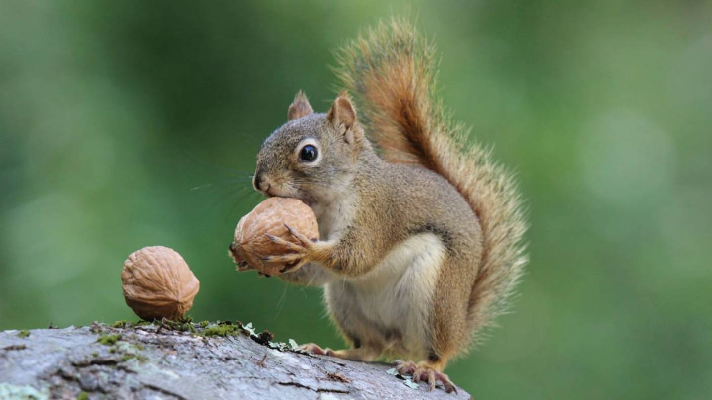 Squirrels Are Probably More Organized Than You, Study Finds