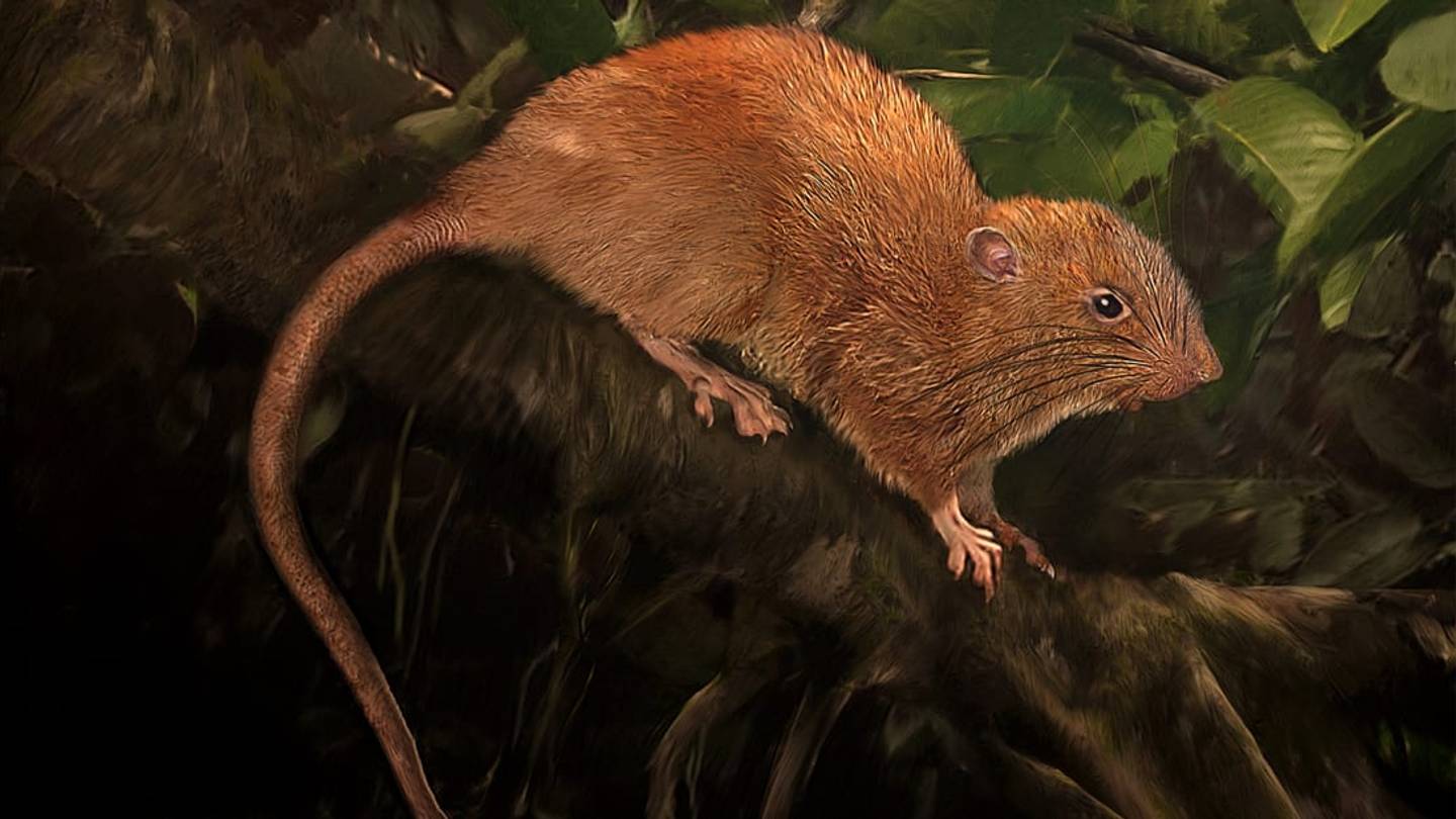 After Years of Searching, Scientists Finally Found This Coconut-Cracking Giant Rat