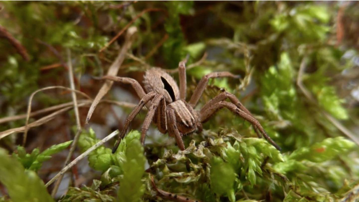 The Tiny, Pretty Diamond Spider Isn't Extinct After All